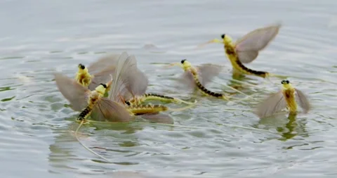 Group of long-tailed mayflies attempting to mate with each other on river Tisza Stock Footage 268990136