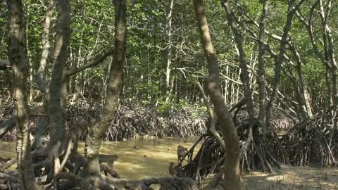 A group of long-tailed monkeys in mangrove Stock Footage 130966660