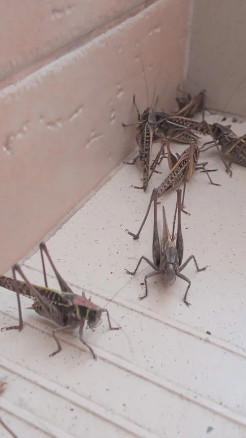 Group of long-winged Wart-biter Gray Bush-Cricket on outdoor stairs, grasshopper Stock-Footage 345864362