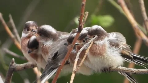 A group of longtailed tits huddled together on a tree branch Stock Footage 335248899
