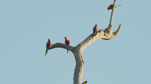 Group of Lorikeets Vídeo Stock 335500318