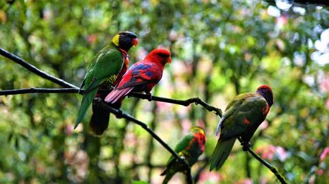 Group of Lorius birds perched on a tree branch 스톡 사진