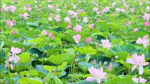 A group of lotuses swaying in the wind Stock Footage 253255366