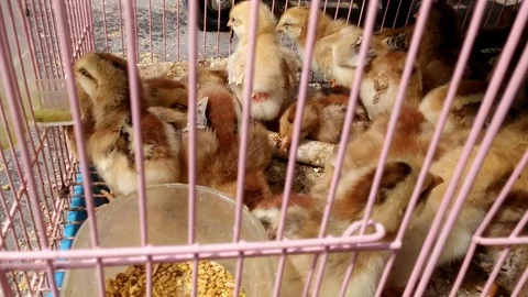 A group of lovely chicks, caged in wire cages, lost their freedom Stock Footage 81890649