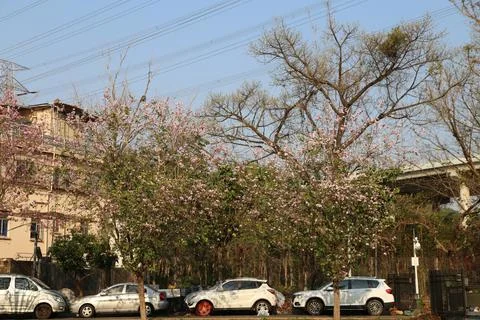 A group of low-density, pale pink hanging trees in the parking lot, bloomin.. Stock Photos