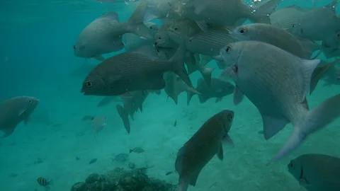 Group of lowfin drummers coming close to surface and shark going through Stock Footage 113029472