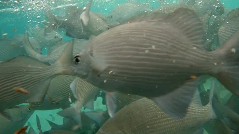 Group of lowfin drummers coming close to the surface for food Stock Footage 113031853