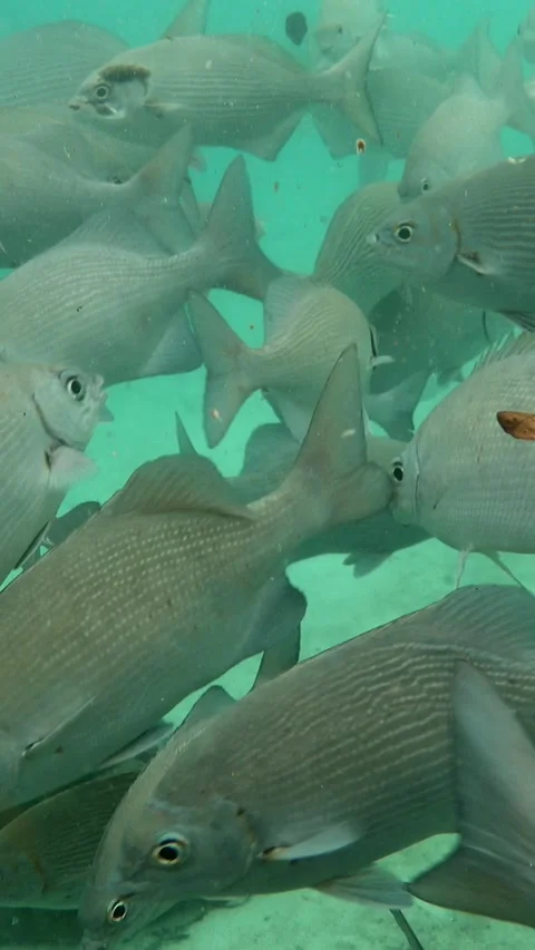Group of lowfin drummers coming close to the surface for food Video stock 227819236