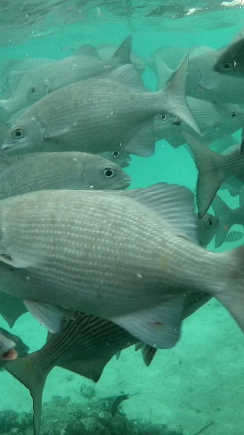 Group of lowfin drummers coming close to the surface and shark going through Stock-Footage 228833085