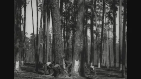 Group of lumberjacks felling trees Stock Footage 43310129