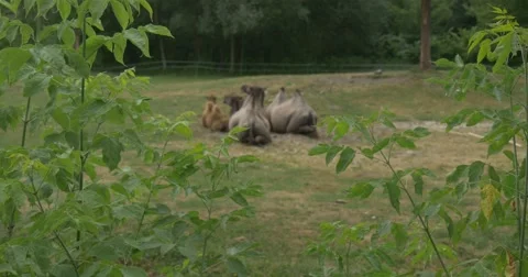Group of Lying Bactrian Camels, Backsides, Humps Stock Footage 51683625