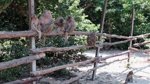 Group of macaque monkeys gathered on a rustic wooden log fence outdoors 스톡 동영상 340206676