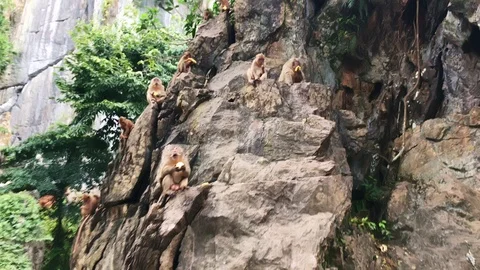 Group of macaque monkeys on top of the stone hill eating in Lopburi, Thailand Stock Footage 125525250