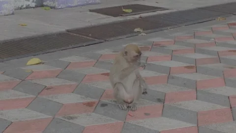 A group of macaques are sitting on the ground in front of the temple, eating. Vidéo 341838172