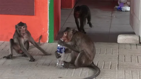A group of macaques take away a plastic bottle found on a public toilet Stock Footage 237520063