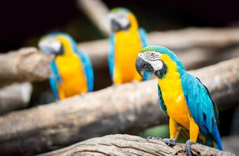 Group of macaw Stock Photos