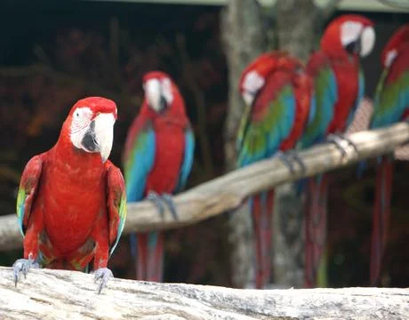 Group of macaws bird on tree. Stock Photos