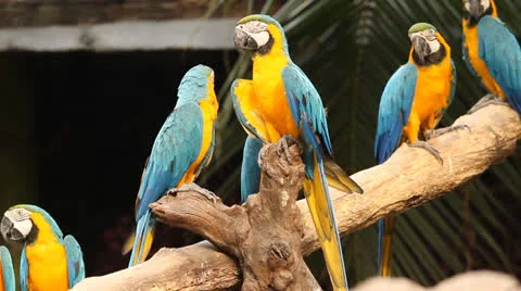 Group of macaws in the branch. Stock Footage 25827096