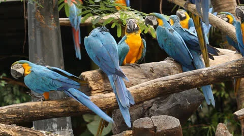 Group of macaws on the branch. Stock Footage 25845587