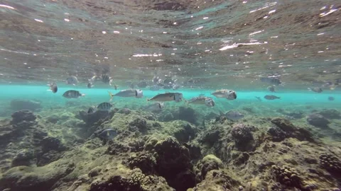 Group of mackerel fish swims with open mouths under surface of waters over reef Vídeos de archivo 232770187