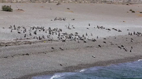 A group of Magellanic penguin on the beach at Punta Tombo Stock Footage 63293949