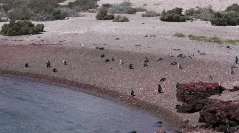 A group of Magellanic penguin on the beach at Punta Tombo Stock Footage 63294080