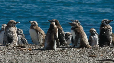 A group of Magellanic penguin chicks on the beach at Valdes Peninsula Vidéo 63296839