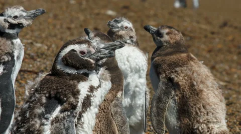 A group of Magellanic penguin chicks on the beach at Valdes Peninsula Stock Footage 63296919