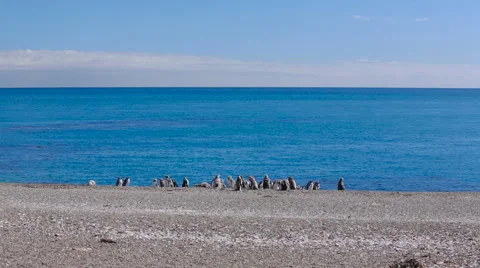 A group of Magellanic penguin with chicks on the beach Stock Footage 63444382