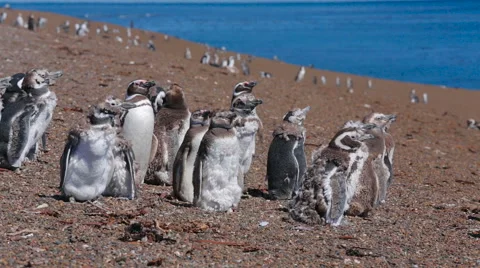 A group of Magellanic penguin with chicks on the beach Stock Footage 63444762