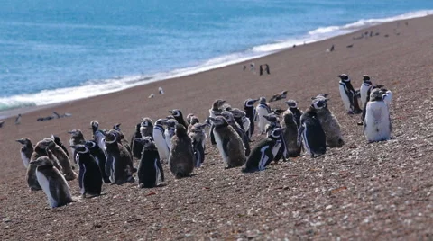 A group of Magellanic penguin with chicks on the beach Stock Footage 63445750