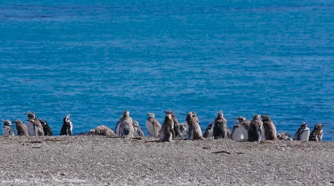 A group of Magellanic penguin chicks Vidéo 63444486