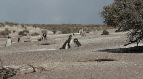 A group of Magellanic penguin with chicks at Punta Tombo Stock Footage 63295024