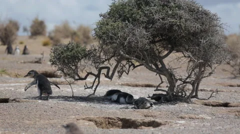A group of Magellanic penguin with chicks at Punta Tombo Stock Footage 63296085