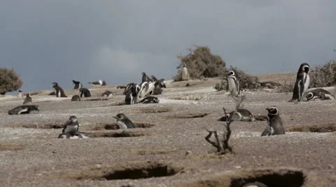 A group of Magellanic penguin at Punta Tombo Stock Footage 63295005