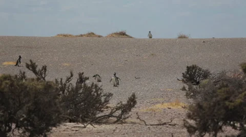 A group of Magellanic penguin at Punta Tombo Stock Footage 63295304