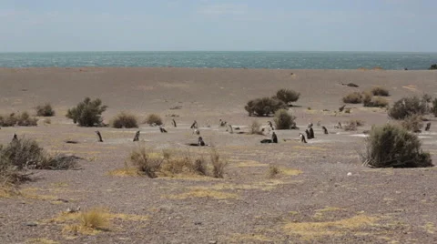A group of Magellanic penguin at Punta Tombo Stock Footage 63296111