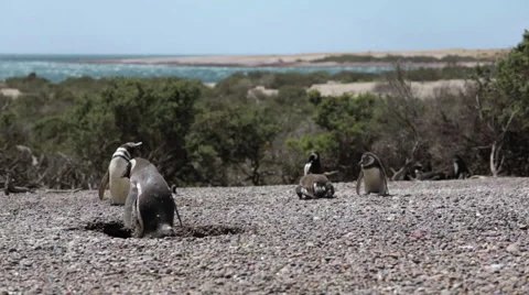 A group of Magellanic penguin resting at Punta Tombo Stock Footage 63294414