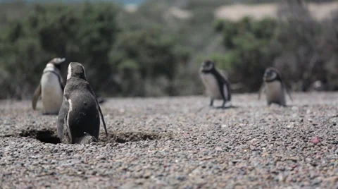 A group of Magellanic penguin resting at Punta Tombo Stock Footage 63294548