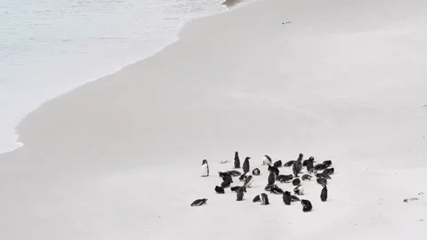 Group of Magellanic Penguins on Beach. Gypsy Cove Falkland Islands Sunny Stock Footage 277920063