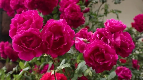 Group of magenta roses Stock Footage 82685039