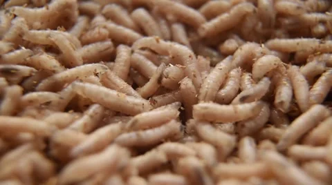 Group of Maggots Acheta Domesticus Insect Larvae, Bait for Fishing Stock Footage 66525183