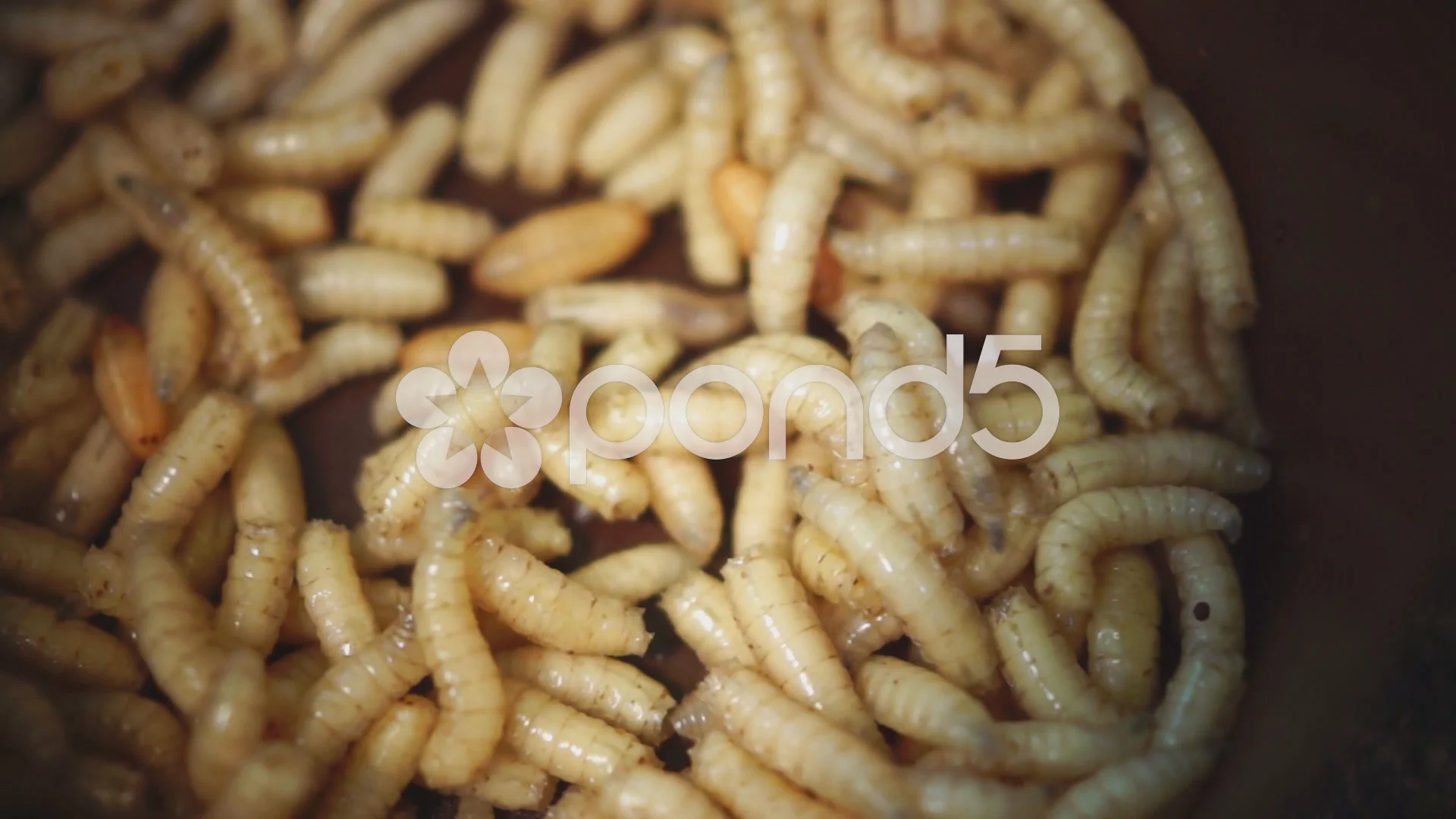 Group Of Maggots(Acheta Domesticus)Insec, Stock Video