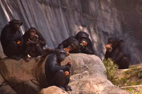 Group of Mahale Mountain Chimpanzees eats lunch on a rock Stock Photos