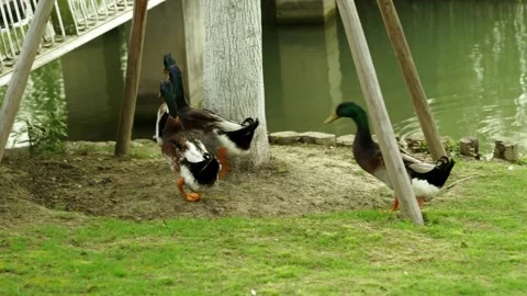 Group of Male Ducks looking under the bridge Stock Footage 332855959