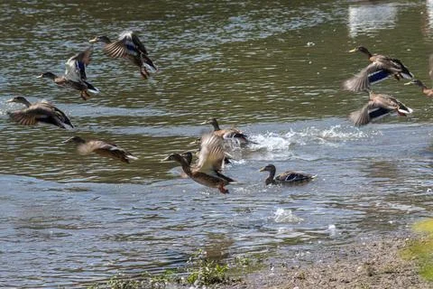 Group of mallard ducks flapping their wings and taking off from pond's surfac Stock Photos