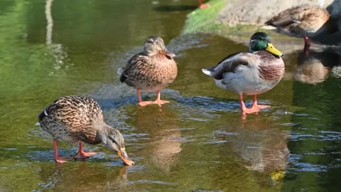 Group of mallard ducks foraging and relaxing in shallow pond water during a.. Stock Footage 339397136