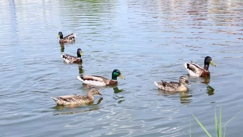 Group of mallard ducks foraging together in shallow water Stock Footage 313753158