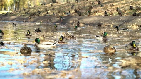 Group of mallard ducks glide through fallen autumn leaves on a tranquil pond Stock Footage 348091799