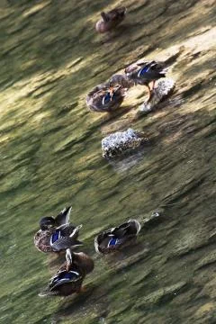 Group of mallard ducks Stock Photos